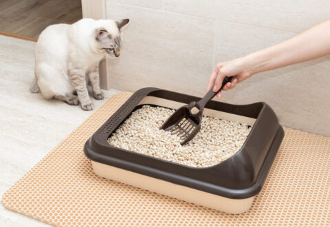 Un chat qui ne recouvre pas ses crottes