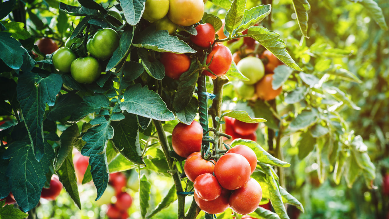 Tomates et fortes chaleurs