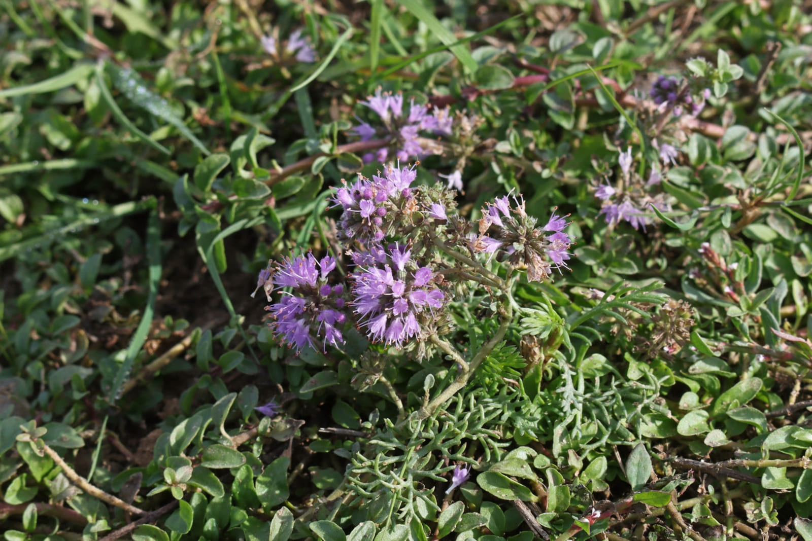 petite menthe