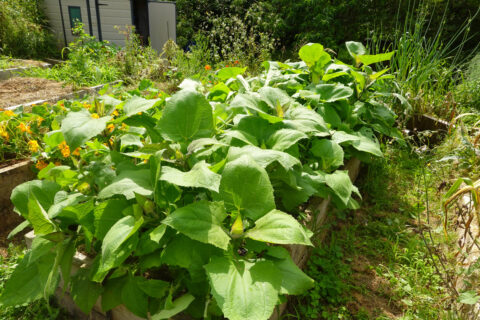 plante géante des Andes