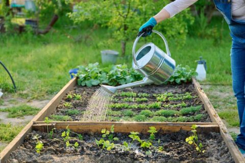 Arroser son potager