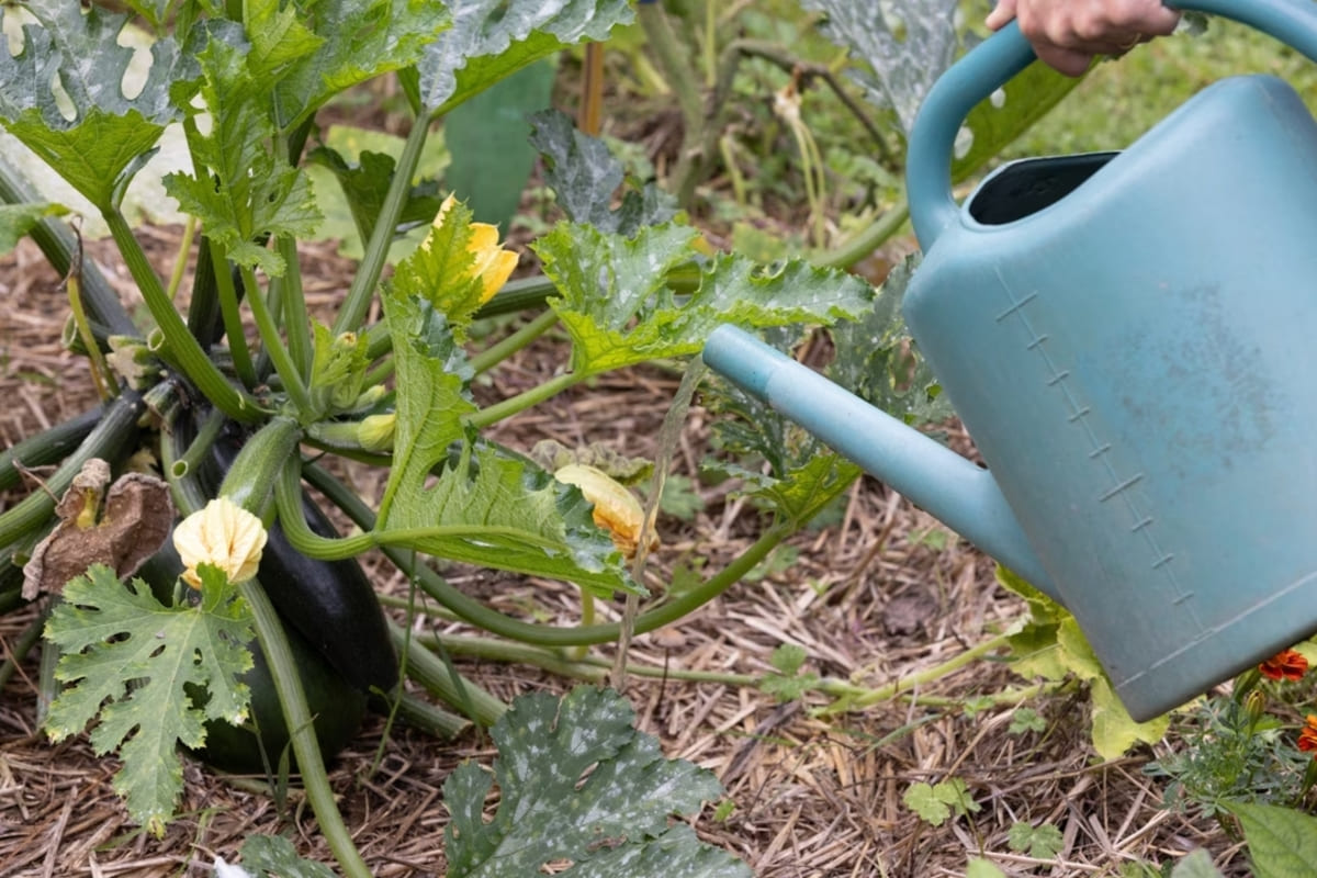 Arrosage les courgettes