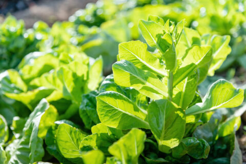 Salades qui montent en graines