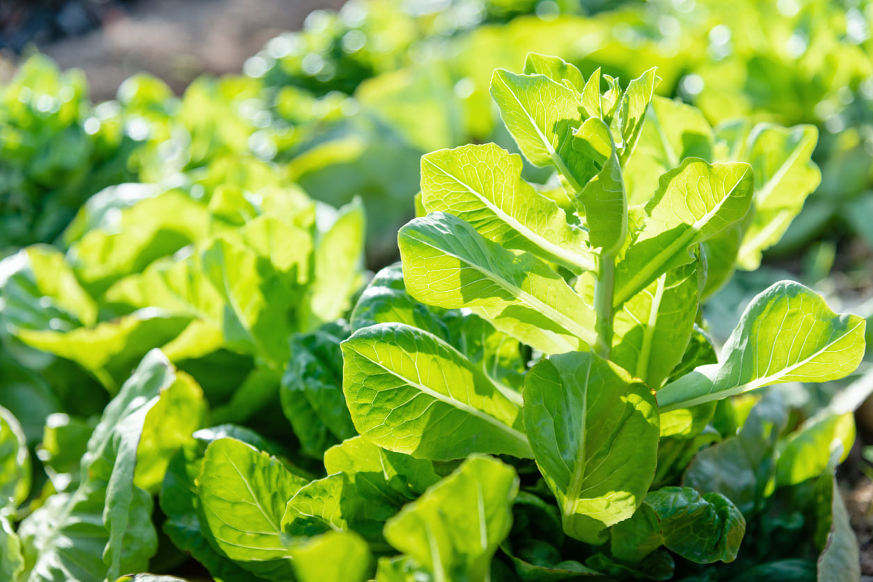 Salades qui montent en graines