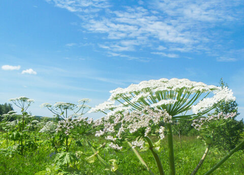 Heracleum sosnowskyi