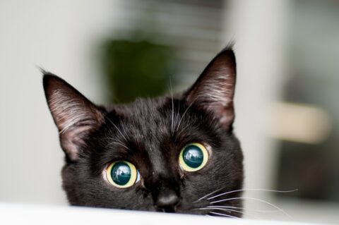 Un chat qui fixe un mur