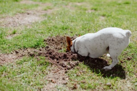 Un chien qui creuse la pelouse