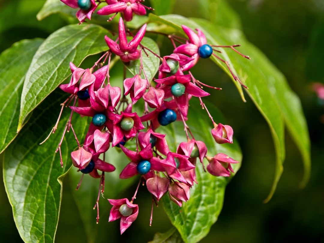 clerodendrum-trichotomumplante-semaine-2