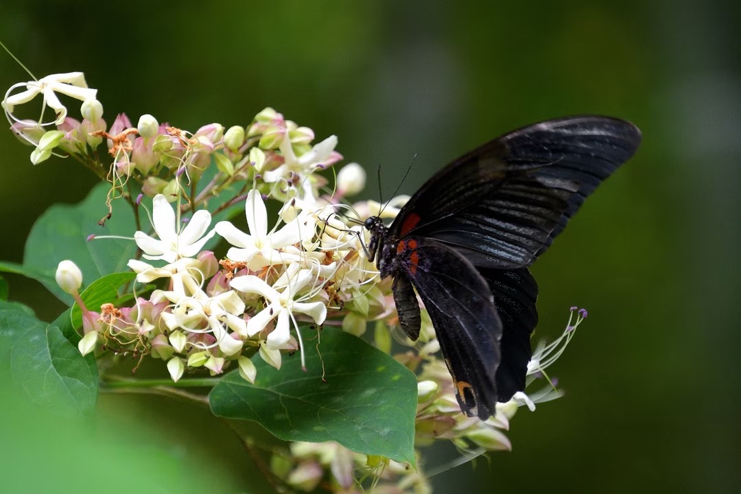 clerodendrum-trichotomumplante-semaine-3