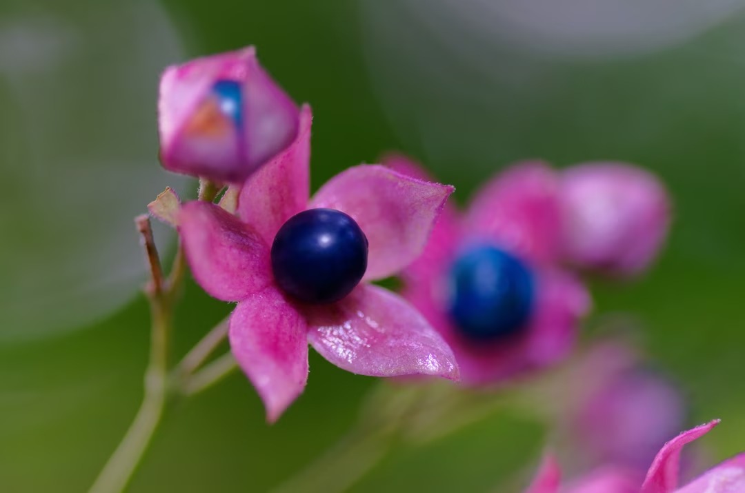 clerodendrum-trichotomumplante-semaine-4