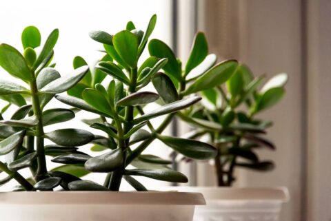 Arbre de Jade