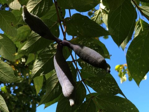 Un arbuste venu d’Asie qui produit des fruits bleus