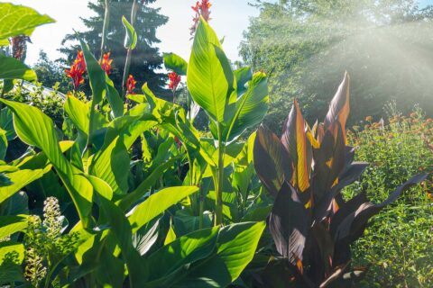 5 gestes simples pour protéger les plantes de la canicule