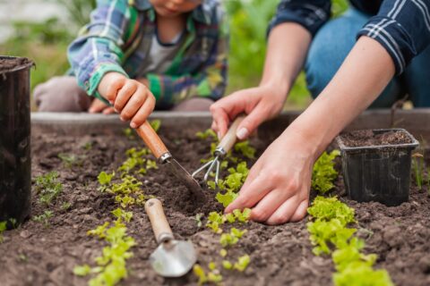 Potager en août