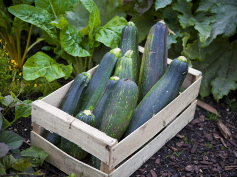Courgettes au potager