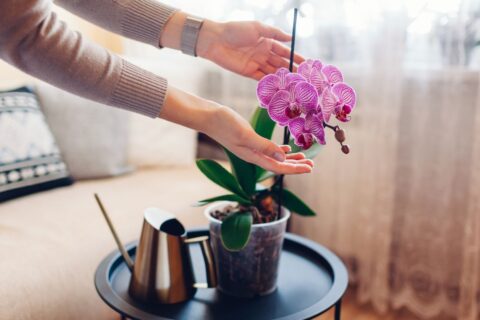 Orchidée qui dépérit