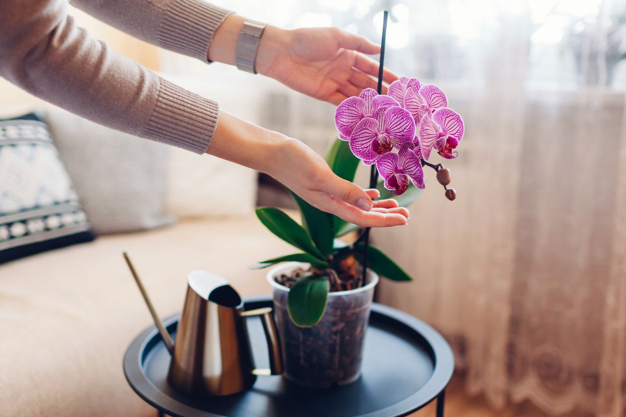Orchidée qui dépérit