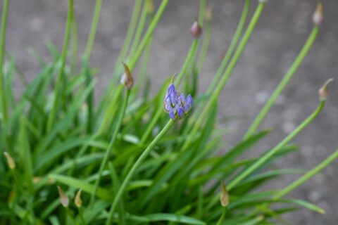 Votre agapanthe ne fleurit pas