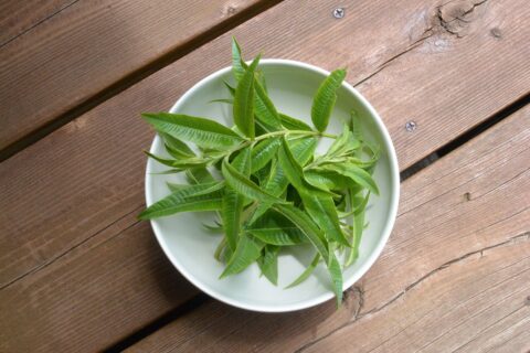 Verveine citronnelle