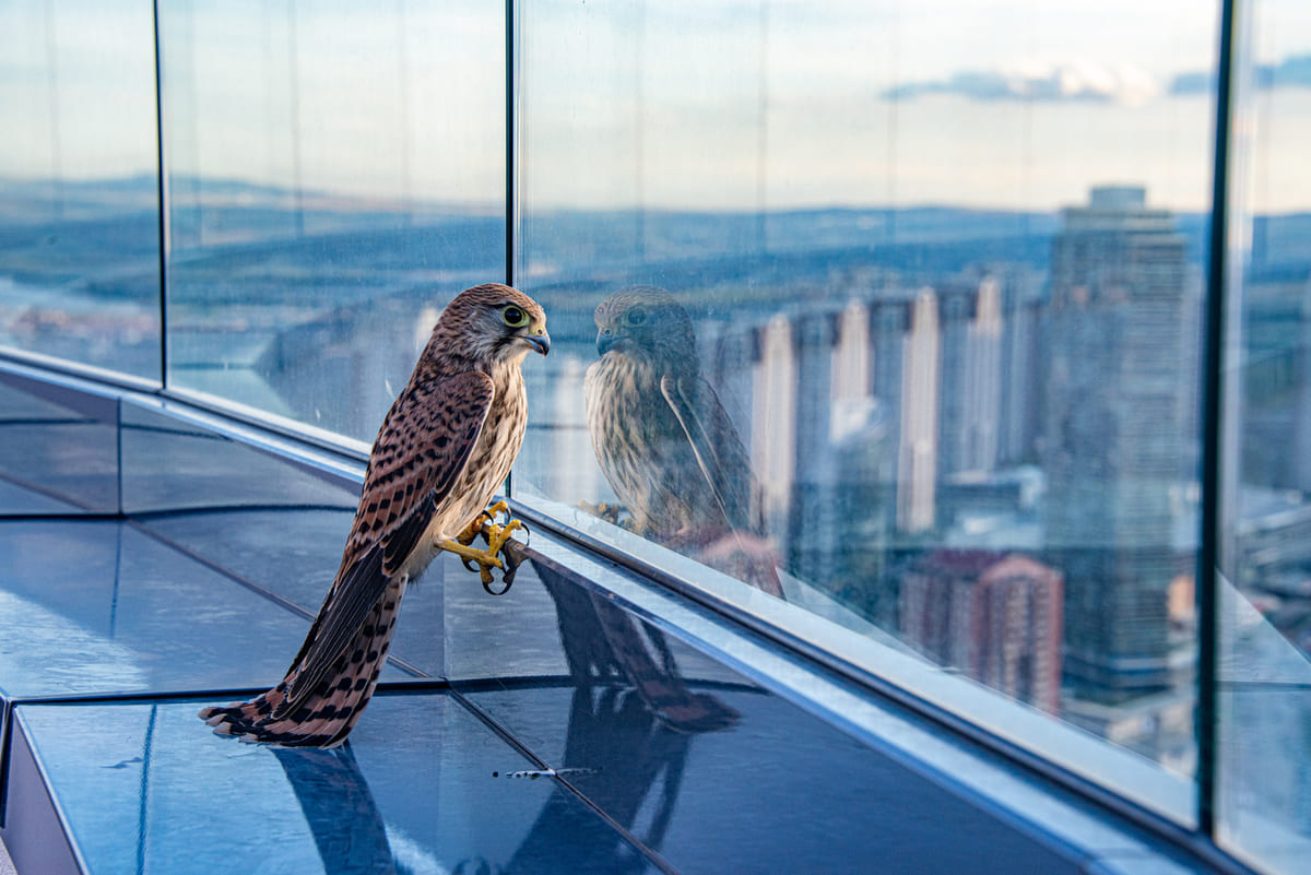 Éviter les collisions des oiseaux sur les vitres