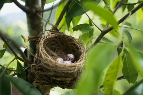 Les oiseaux font leur nid
