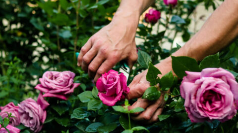 Rosiers en mars