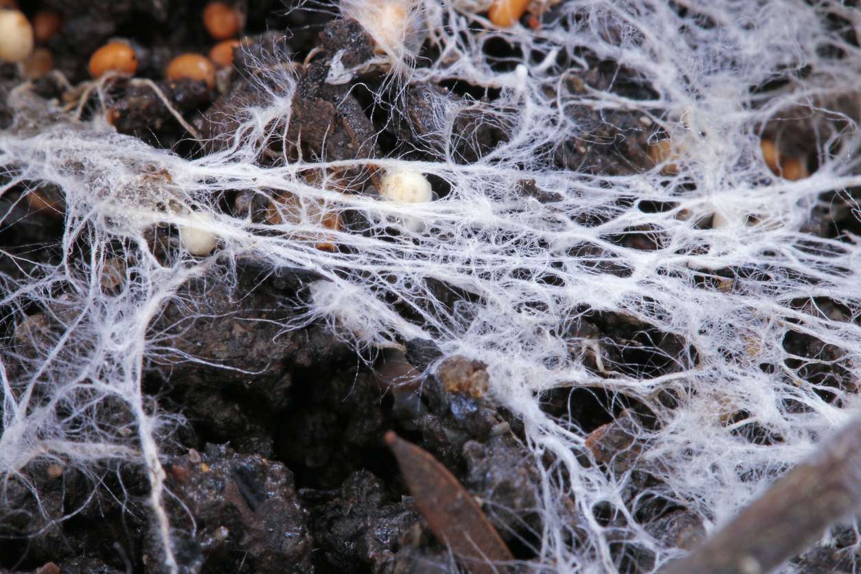 Mycélium