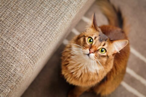 Un chat qui fixe le plafond