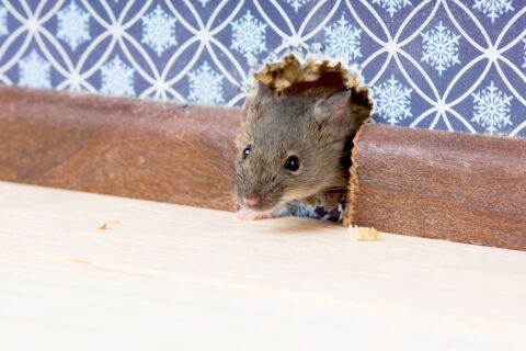 Souris dans la maison
