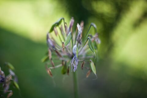 Agapanthes fanées