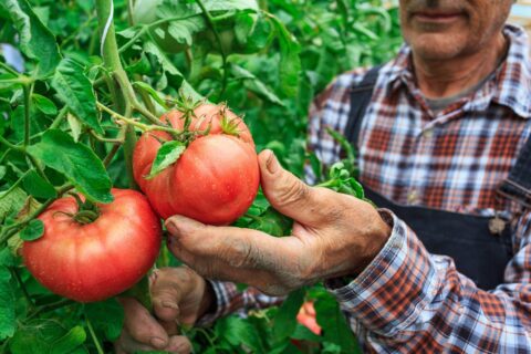 Tomates qui noircissent