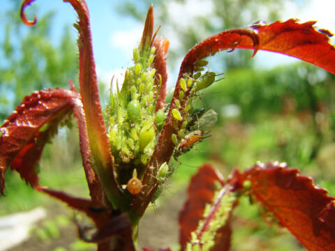 Une solution contre les pucerons au jardin