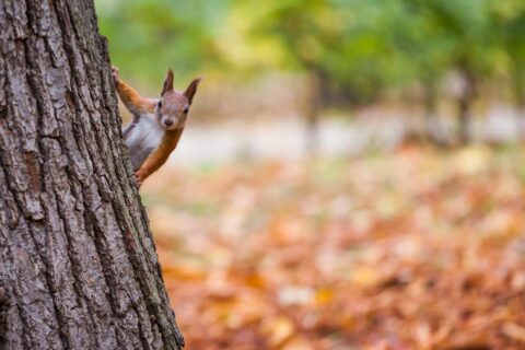 Un écureuil roux dans son jardin en hiver
