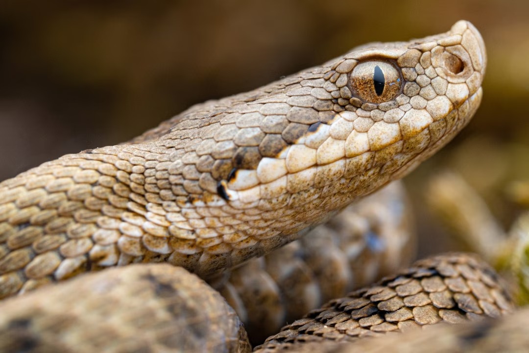 identifier-serpents-jardin-2
