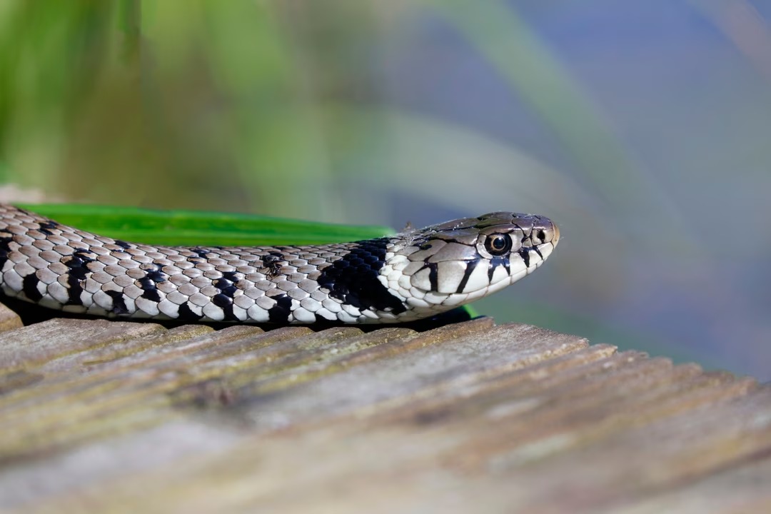 identifier-serpents-jardin-3