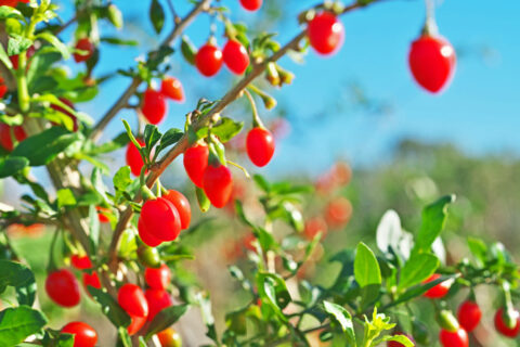 Facile à cultiver et généreux en fruits