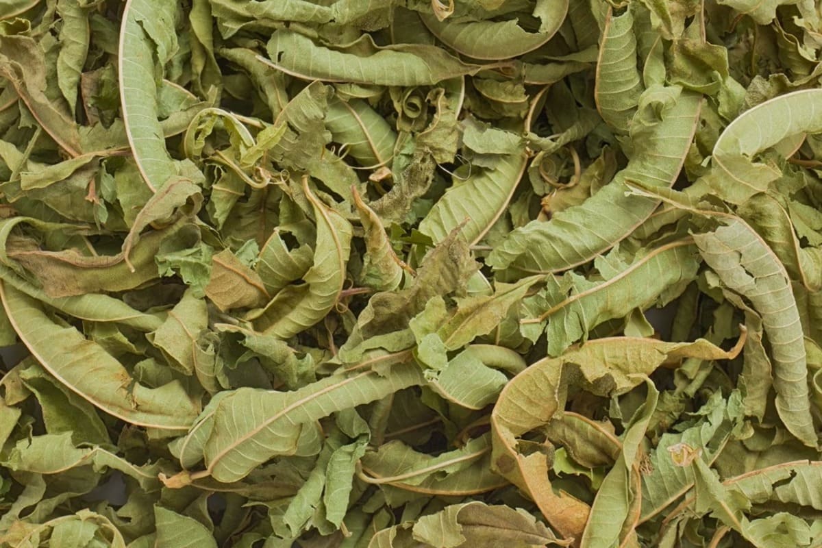 Verveine séchée