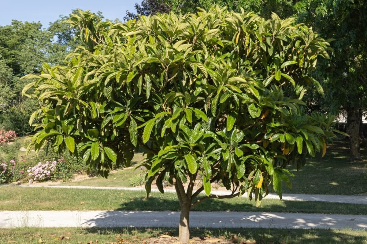 Le bibacier dans le jardin