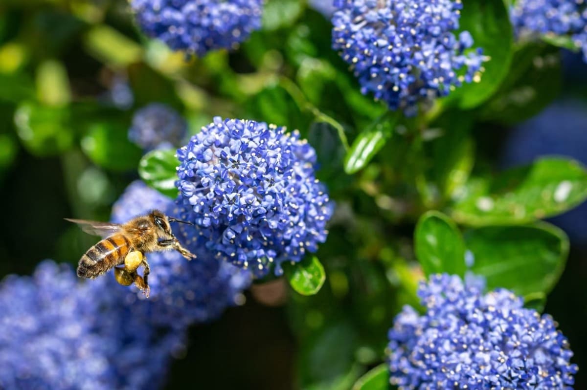 Les pollinisateurs