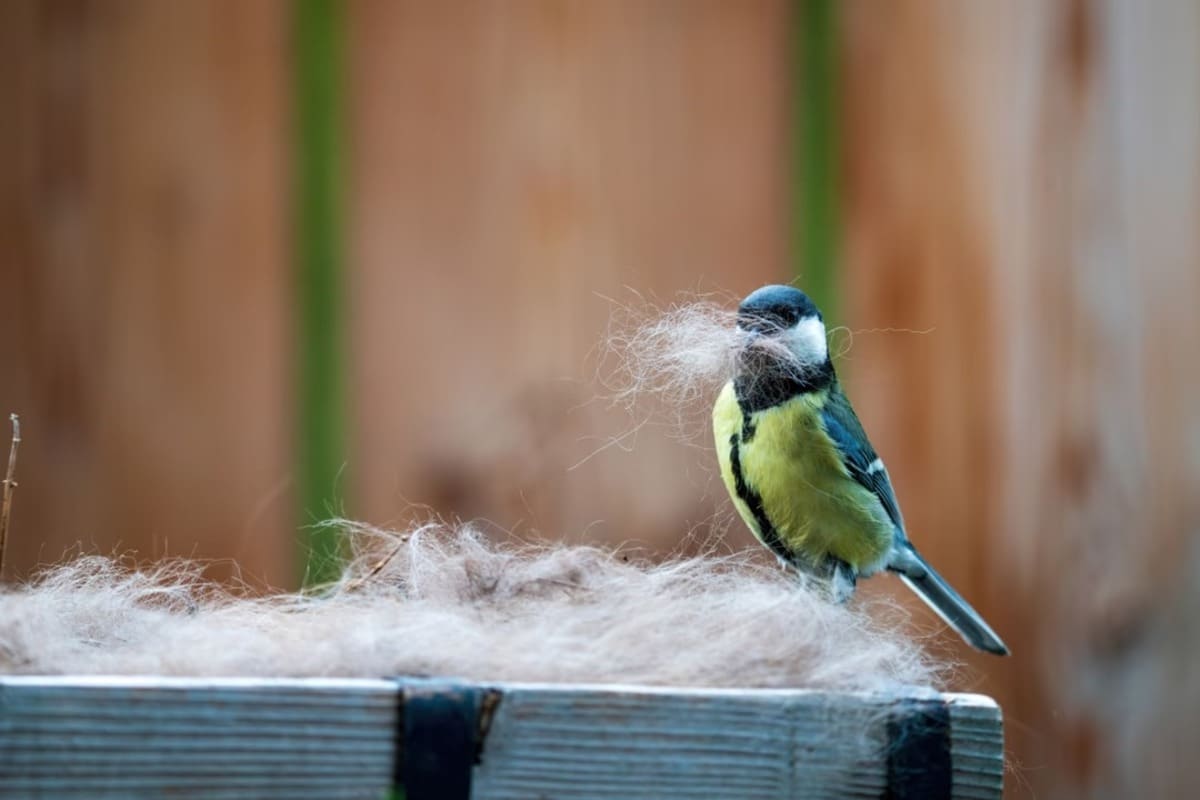 Une mésange ramasse des poils de chien
