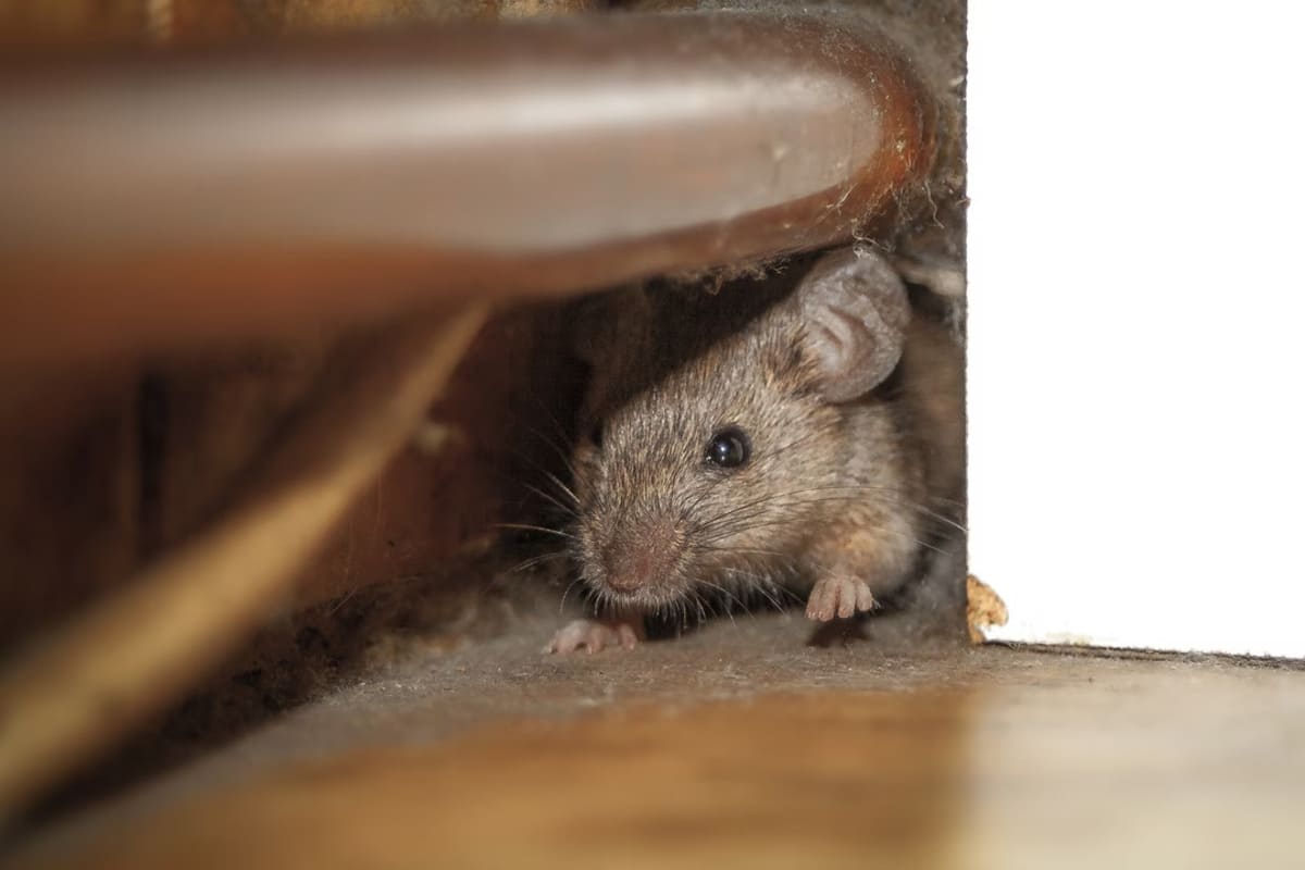 Une souris qui se cache