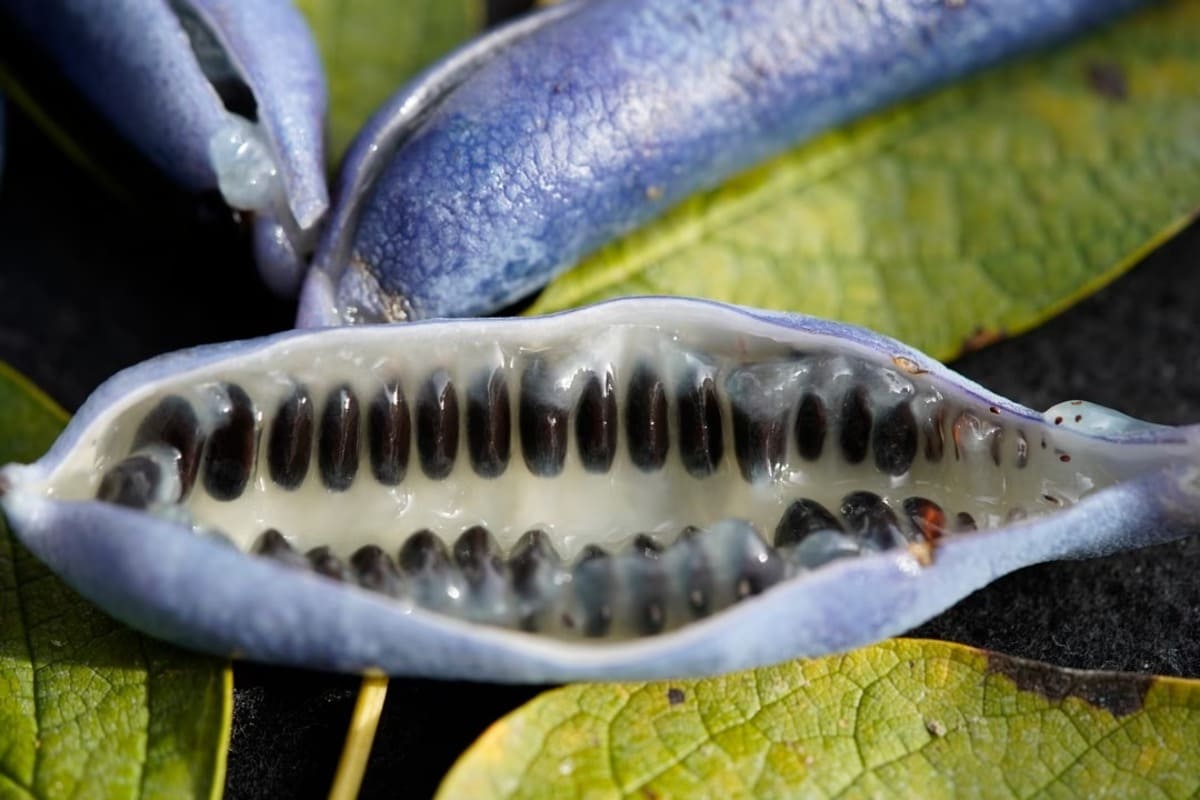 Le fruit du Decaisnea fargesii