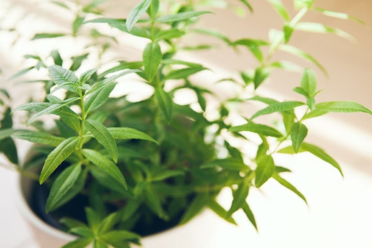 Verveine cultivée en pot