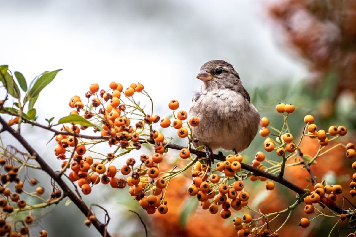 Un moineau