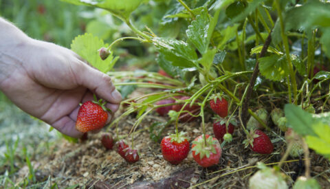 Fraises et pesticides