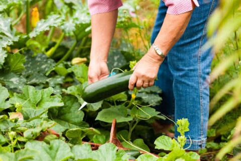 Tailler les courgettes en été