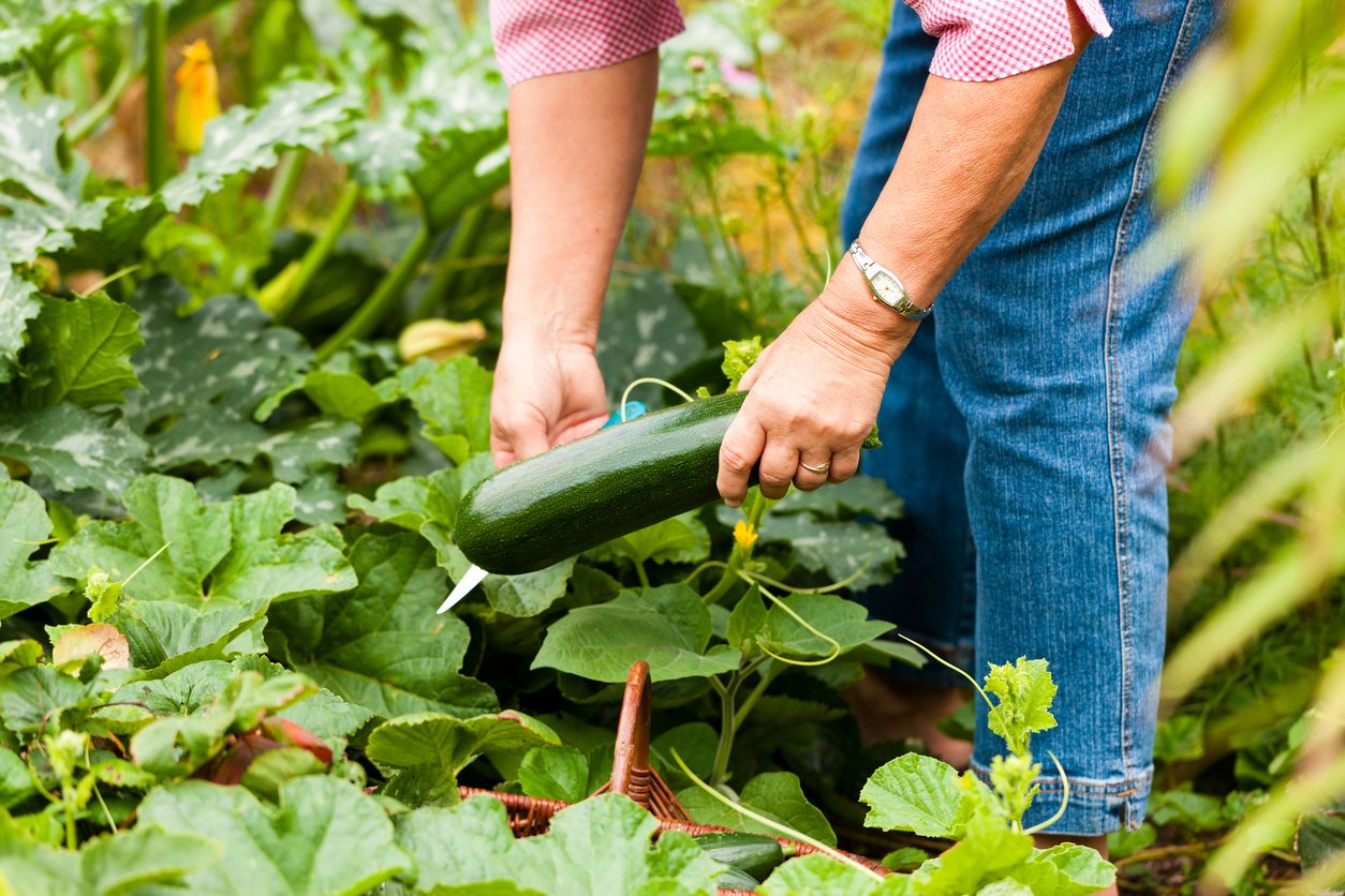 Tailler les courgettes en été