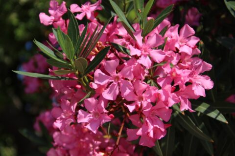 Tailler le Laurier-rose