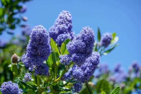 lilas de californie