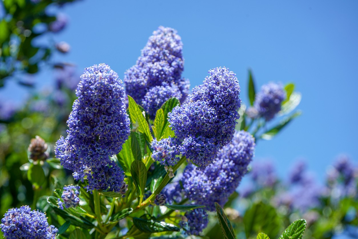 lilas de californie